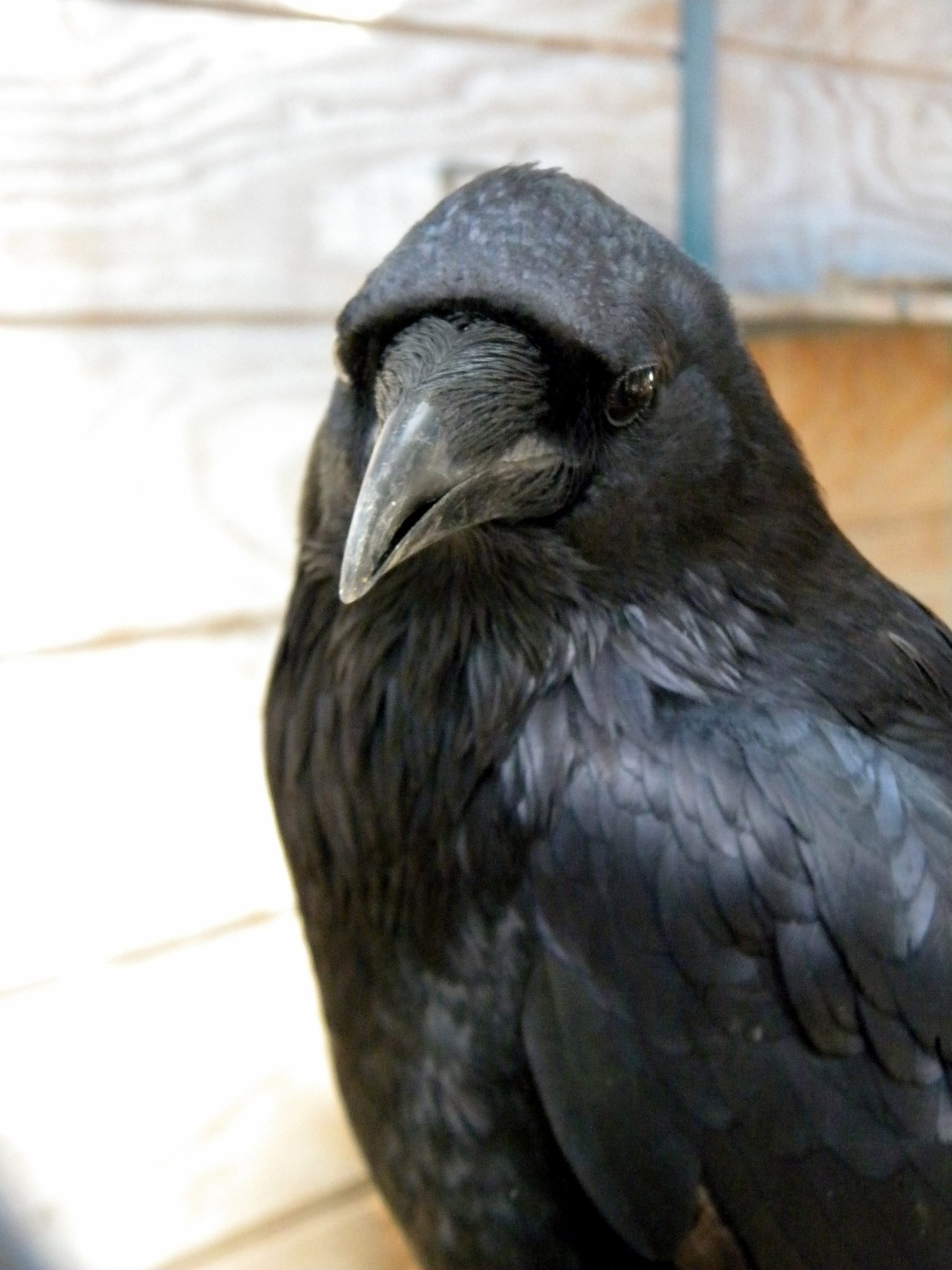 Raven Application Raven – Big Bear Zoo